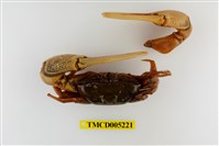 藏品(弧邊管招潮蟹)的圖片